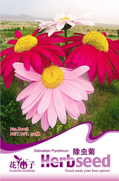 50 Mix Color Pyrethrum Seeds Dalmatian Chrysanthemum Buhach Herb